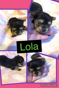 SOLD- Click On Picture For More Info- Deposit for Lola