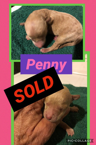 SOLD- Click On Picture For More Info- Deposit for Penny