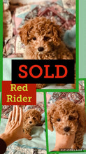SOLD- Click On Picture For More Info- Deposit for Red Rider