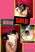 SOLD- Click On Picture For More Info- Deposit for Bitsy