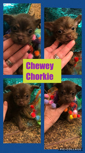 SOLD- Click On Picture For More Info- Deposit for Chewey