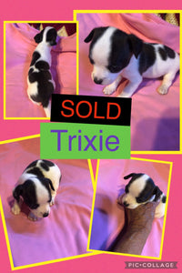SOLD- Click On Picture For More Info- Deposit for Trixie