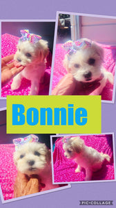 SOLD- Click On Picture For More Info- Deposit for Bonnie