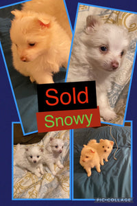 SOLD- Click On Picture For More Info- Deposit for Snowy