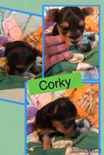 SOLD- Click On Picture For More Info- Deposit for Corky