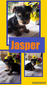 SOLD- Click On Picture For More Info- Deposit for Jasper