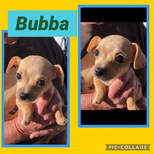 SOLD- Click On Picture For More Info- Deposit for Bubba