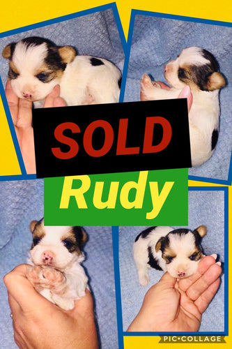 SOLD- Click On Picture For More Info- Deposit for Rudy