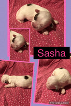 SOLD- Click On Picture For More Info- Deposit for Sasha
