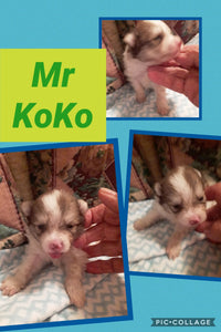 SOLD- Click On Picture For More Info- Deposit for Mr KoKo