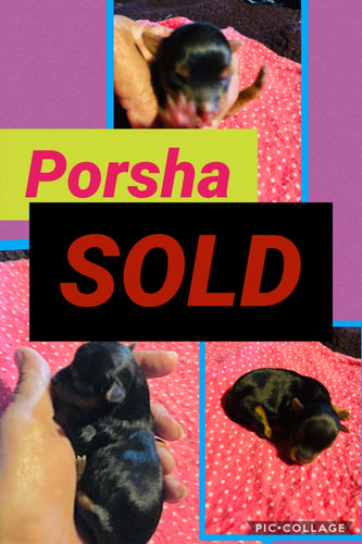 SOLD- Click On Picture For More Info- Deposit for Porsha