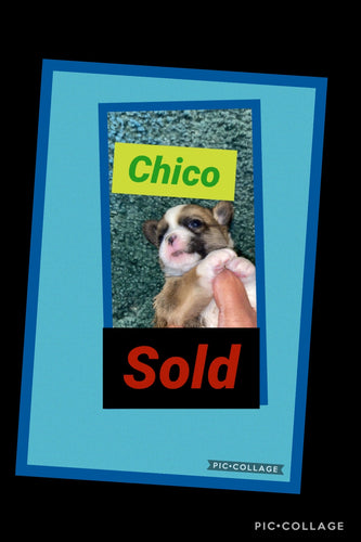 SOLD- Click On Picture For More Info- Deposit for Chico