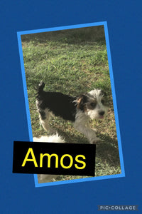 SOLD- Click On Picture For More Info- Deposit for Amos