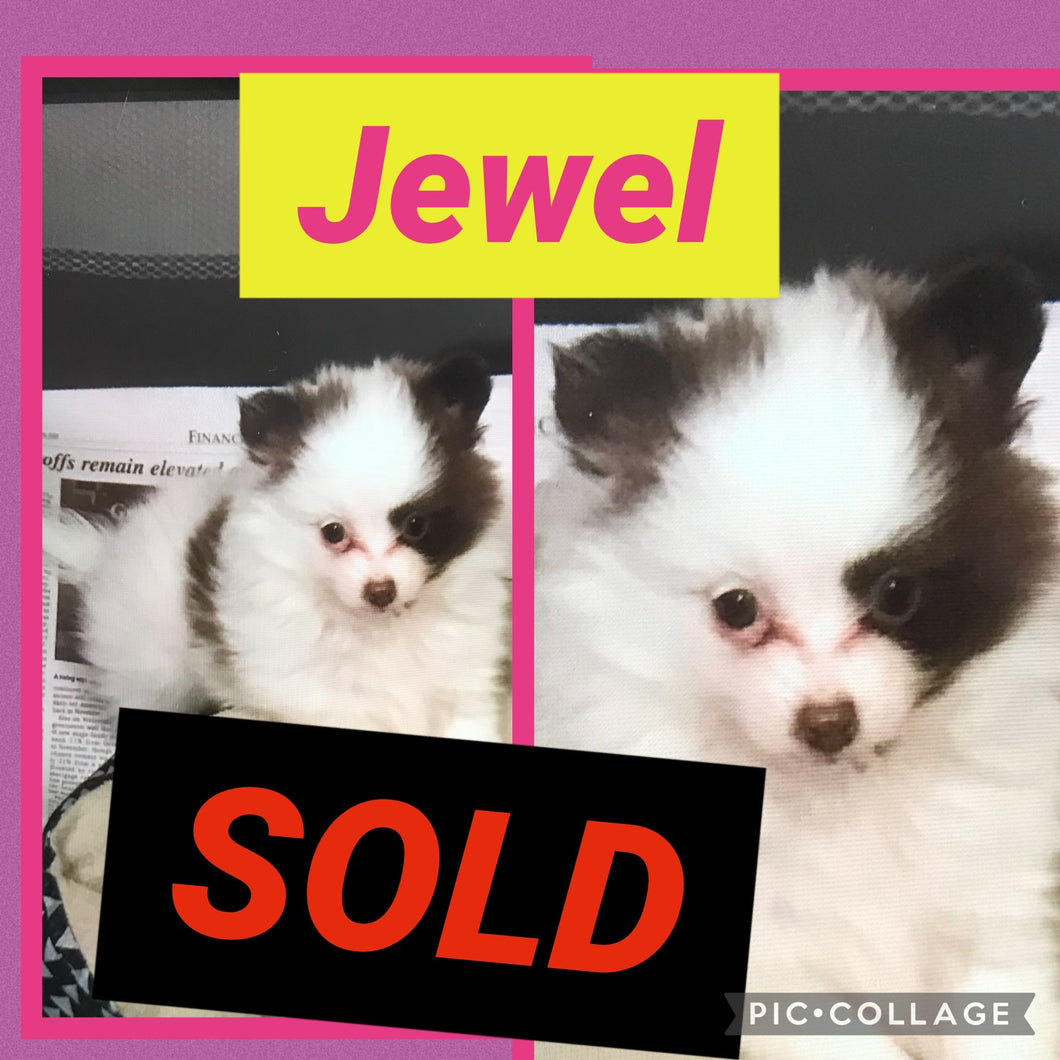 SOLD- Click On Picture For More Info- Deposit for Jewel