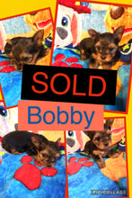 SOLD- Click On Picture For More Info- Deposit for Bobby