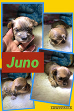 SOLD- Click On Picture For More Info- Deposit for Juno