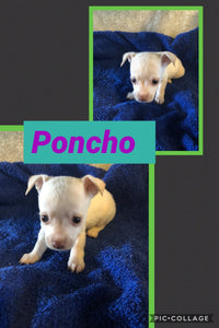 SOLD- Click On Picture For More Info- Deposit for Poncho