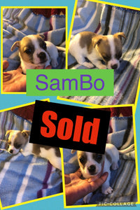SOLD- Click On Picture For More Info- Deposit for SamBo