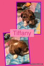 SOLD- Click On Picture For More Info- Deposit for Tiffany