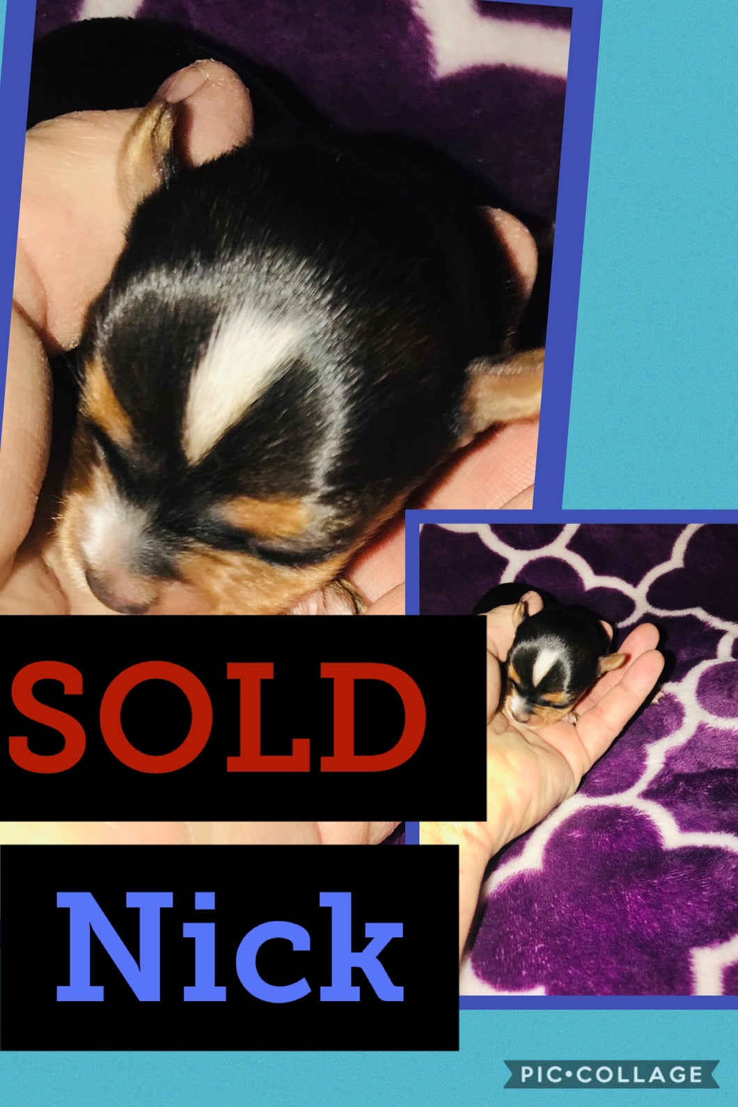 SOLD- Click On Picture For More Info- Deposit for Nick