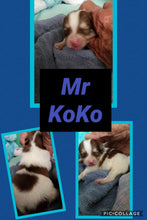 SOLD- Click On Picture For More Info- Deposit for Mr KoKo