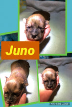 SOLD- Click On Picture For More Info- Deposit for Juno