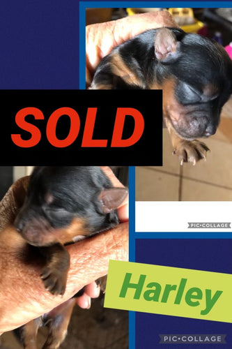 SOLD- Click On Picture For More Info- Deposit for Harley