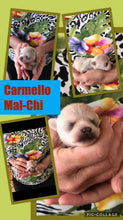 SOLD- Click On Picture For More Info- Deposit for Carmello