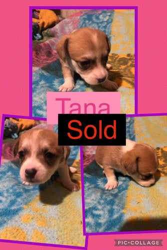 SOLD- Click On Picture For More Info- Deposit for Tana