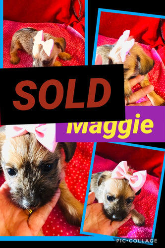 SOLD- Click On Picture For More Info- Deposit for Maggie