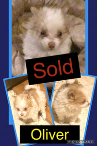 SOLD- Click On Picture For More Info- Deposit for Oliver