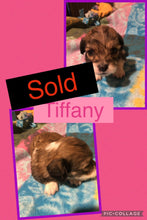 SOLD- Click On Picture For More Info- Deposit for Tiffany