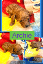 SOLD- Click On Picture For More Info- Deposit for Archie