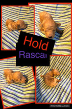 HOLD- Click On Picture For More Info- Deposit for Rascal