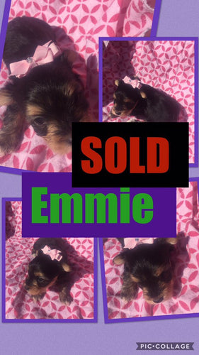 SOLD- Click On Picture For More Info- Deposit for Emmie