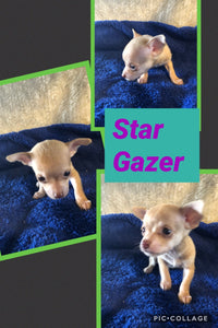 SOLD- Click On Picture For More Info- Deposit for Star Gazer