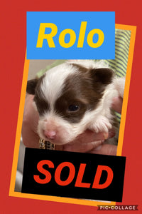 SOLD- Click On Picture For More Info- Deposit for Rolo