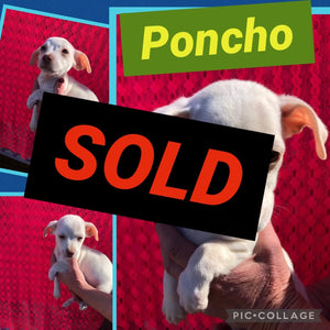 SOLD- Click On Picture For More Info- Deposit for Poncho