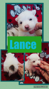 SOLD- Click On Picture For More Info- Deposit for Lance