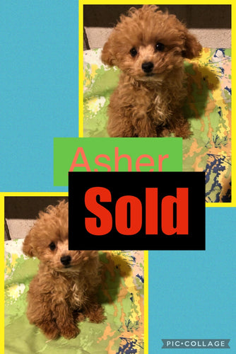 SOLD- Click On Picture For More Info- Deposit for Asher