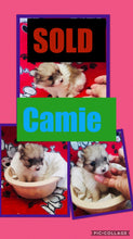 SOLD- Click On Picture For More Info- Deposit for Camie