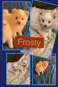 SOLD- Click On Picture For More Info- Deposit for Frosty