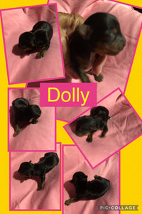 SOLD- Click On Picture For More Info- Deposit for Dolly