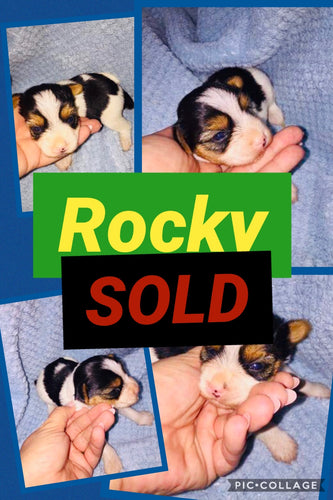 SOLD- Click On Picture For More Info- Deposit for Rocky