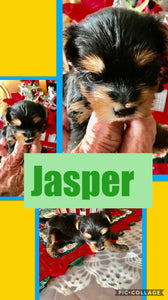 SOLD- Click On Picture For More Info- Deposit for Jasper