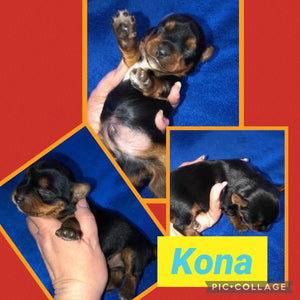 SOLD- Click On Picture For More Info- Deposit for Kona