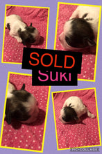 SOLD- Click On Picture For More Info- Deposit for Suki