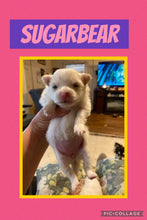 SOLD- Click On Picture For More Info- Deposit for Sugarbear