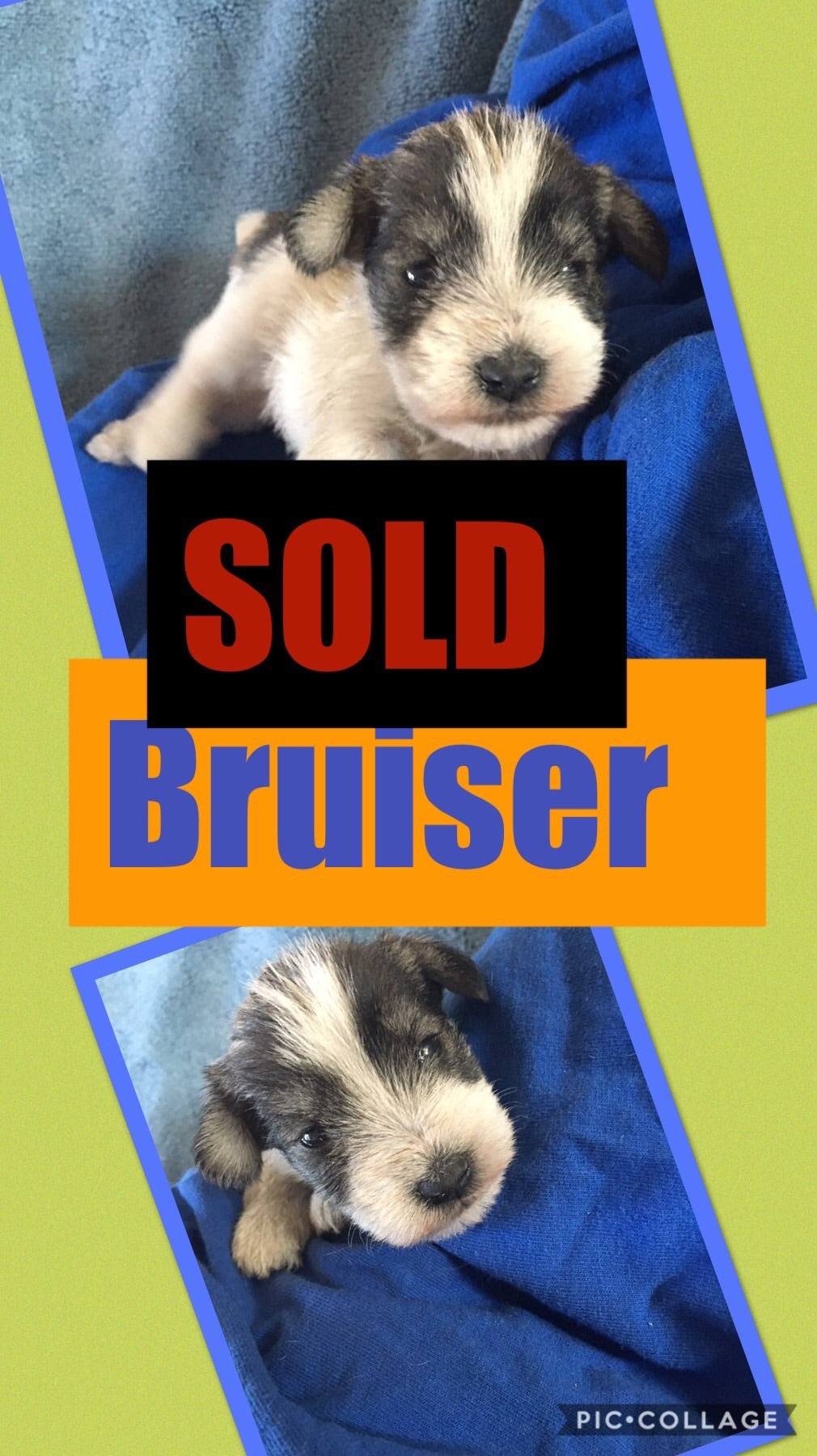 SOLD- Click On Picture For More Info- Deposit for Bruiser