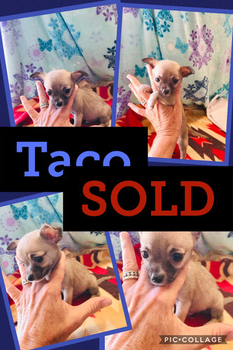 SOLD- Click On Picture For More Info- Deposit for Taco